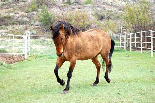 Cholla Turns 25 Years Old